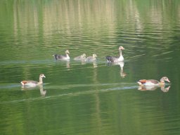 Competities HSV Alfheim